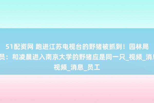 51配资网 跑进江苏电视台的野猪被抓到！园林局工作人员：和凌晨进入南京大学的野猪应是同一只_视频_消息_员工